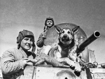 Животные, принимавшие участие в Великой Отечественной войне